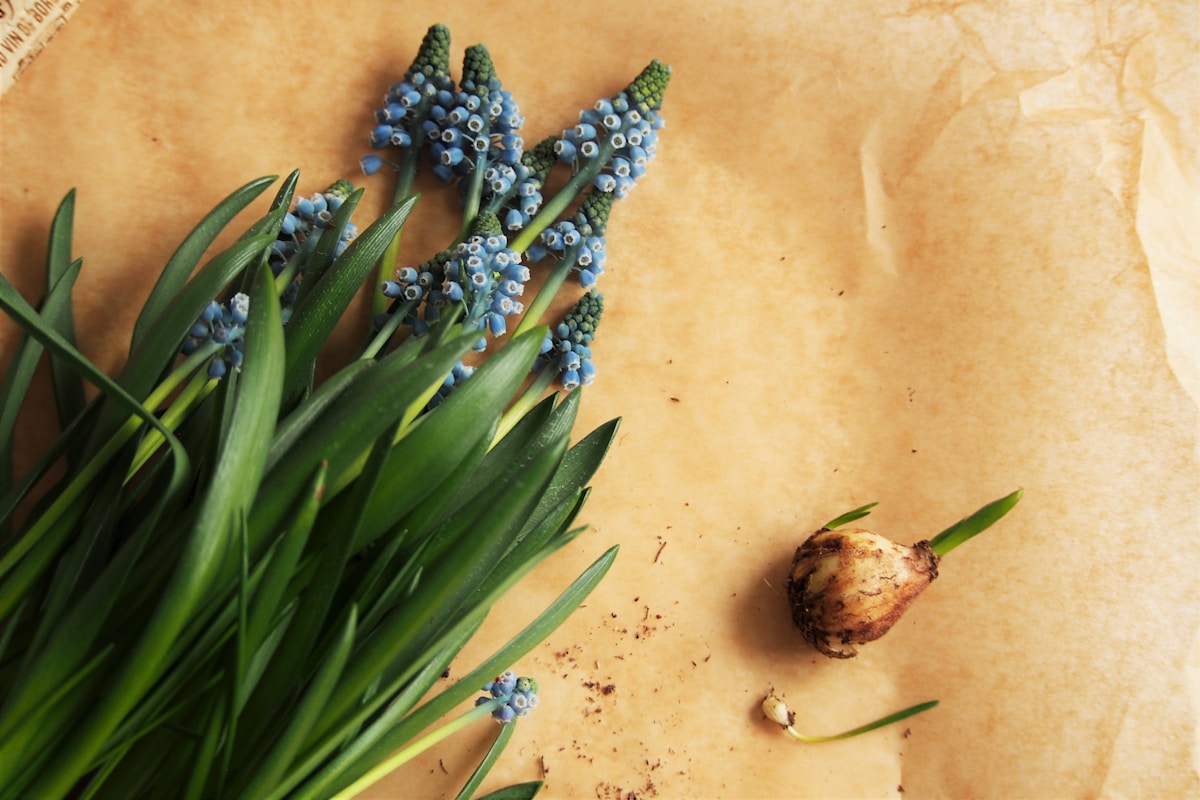 The Power of Organic Ingredients